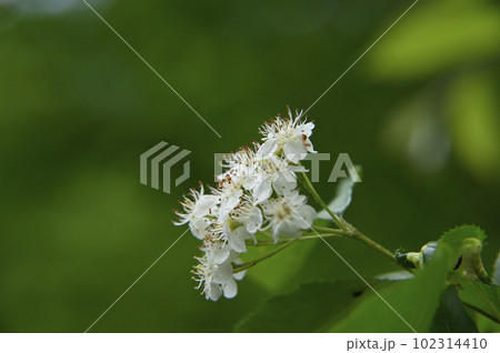 アズキナシの花 アズキナシの花 102314410