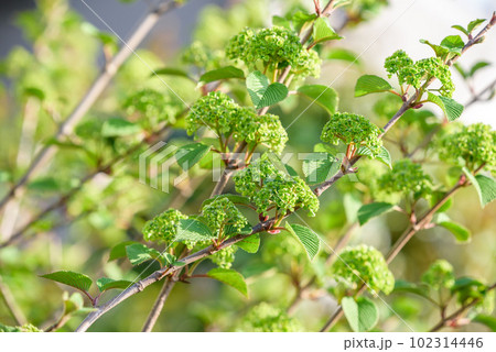 緑色の咲き始めのオオデマリの花 102314446