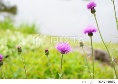 赤紫の野あざみの花　3 102314663