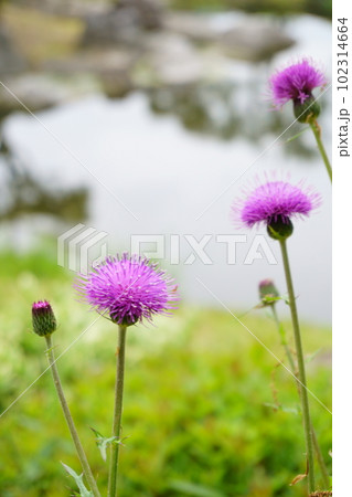 赤紫の野あざみの花　2 102314664