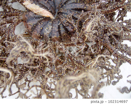 海に生息する奇妙な生物「テヅルモヅル(手蔓藻蔓)のマクロ接写画像。 海に生息する奇妙な生物「テヅルモヅル(手蔓藻蔓)のマクロ接写画像。 102314697