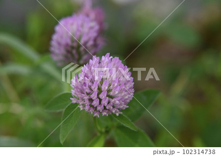 ムラサキツメグサ 102314738