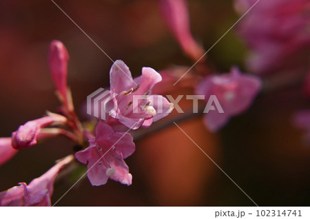 ウツギの花 ウツギの花 102314741