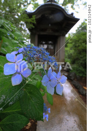 紫陽花と祠 【千葉県成田市宗吾霊堂あじさい園にて】 紫陽花と祠 【千葉県成田市宗吾霊堂あじさい園にて】 102314942