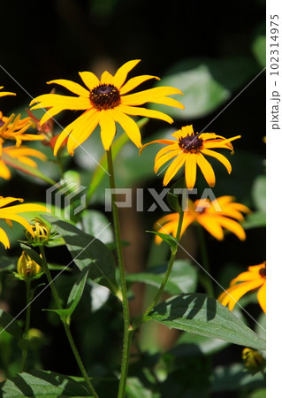 ルドベキア・ヒルタ ルドベキア・ヒルタ 102314975