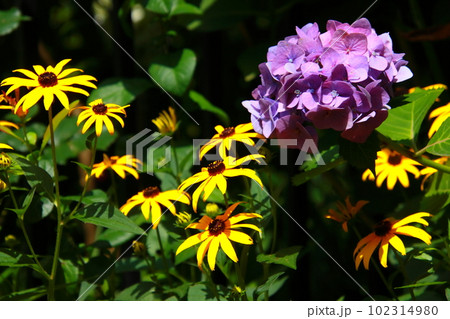 ルドベキア・ヒルタと紫陽花 ルドベキア・ヒルタと紫陽花 102314980