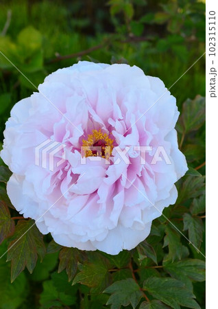 牡丹（ボタン）白色　peony 102315110
