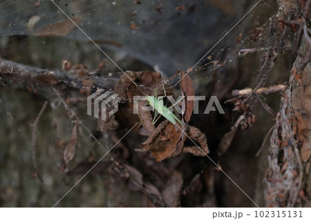 Tettigoniidae, katydid in the summer forest Tettigoniidae, katydid in the summer forest 102315131