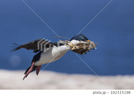 Imperial Shag in flight with nesting material Imperial Shag in flight with nesting material 102315196