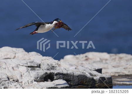 Imperial Shag in flight with nesting material 102315205