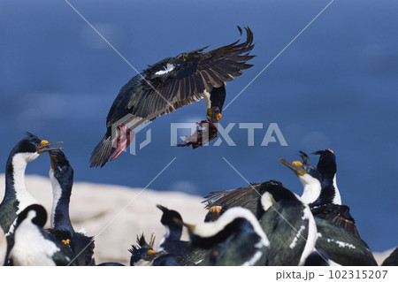 Imperial Shag in flight with nesting material 102315207