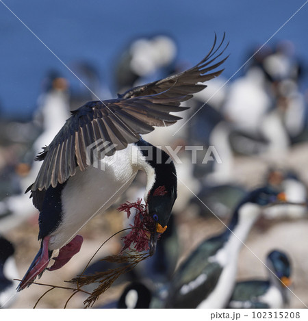 Imperial Shag in flight with nesting material Imperial Shag in flight with nesting material 102315208