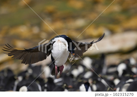 Imperial Shag landing Imperial Shag landing 102315270