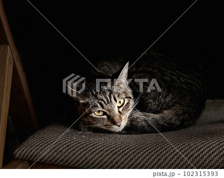 ねこの顔のアップ ねこの顔のアップ 102315393