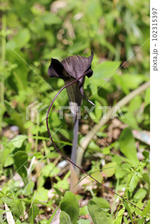 春先の森の中でヘビが鎌首をもたげた用に咲くウラシマソウの花(晴天下、マクロレンズ撮影) 春先の森の中でヘビが鎌首をもたげた用に咲くウラシマソウの花(晴天下、マクロレンズ撮影) 102315397