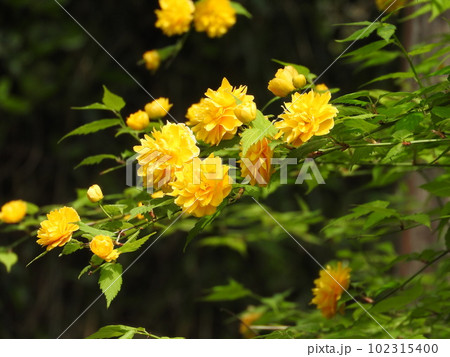 満開のヤエヤマブキの花 満開のヤエヤマブキの花 102315400
