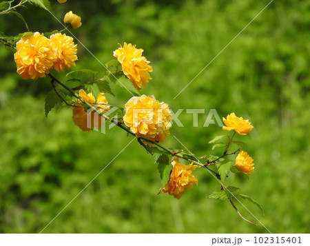 満開のヤエヤマブキの花 満開のヤエヤマブキの花 102315401