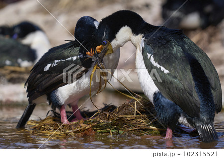Colony of Imperial Shag 102315521