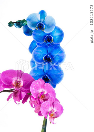 orchid pink blue flower with water drops orchid pink blue flower with water drops 102315572