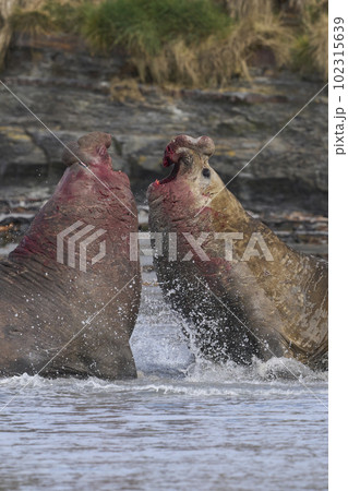 Southern Elephant Seal fighting 102315639