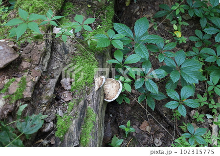tinder fungus in summer forest, moss and leaves  102315775