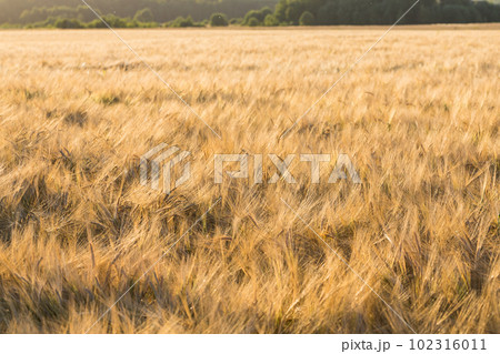 Wheat field Wheat field 102316011