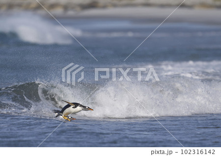 Gentoo Penguins coming ashore 102316142