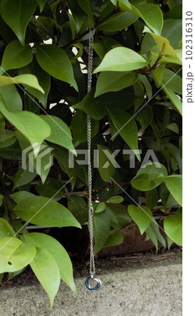道行く植物にかけられていたネックレスに気付きシャッターを押しました。 道行く植物にかけられていたネックレスに気付きシャッターを押しました。 102316310