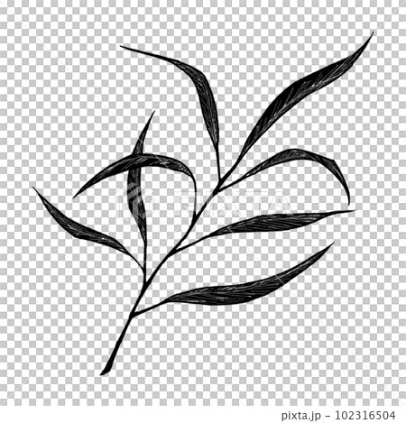 Eucalyptus (single item) / Silhouette Eucalyptus (single item) / Silhouette 102316504