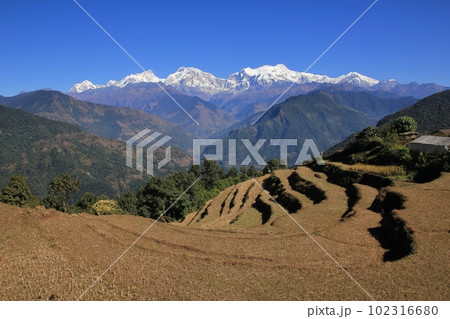 Terraced rice fields in the Annapurna Conservation Area and snow capped Manaslu Range, Nepal. Terraced rice fields in the Annapurna Conservation Area and snow capped Manaslu Range, Nepal. 102316680