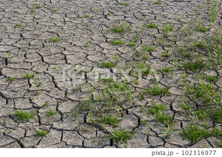 The concept of environmental restoration The growth of seedlings on cracked soil, cracked soil in the dry season affected by global warming causes climate change, water shortages 102316977