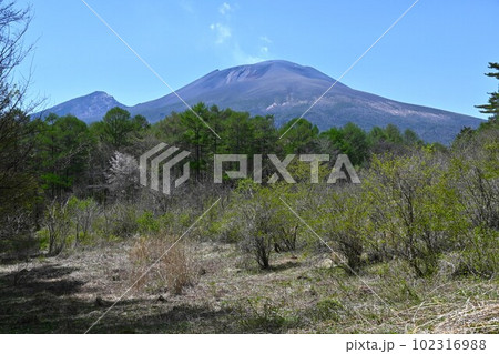 新緑の軽井沢野鳥の森から望む浅間山/長野県 新緑の軽井沢野鳥の森から望む浅間山/長野県 102316988