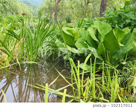 板額ほたるの里【新潟県胎内市】 板額ほたるの里【新潟県胎内市】 102317011