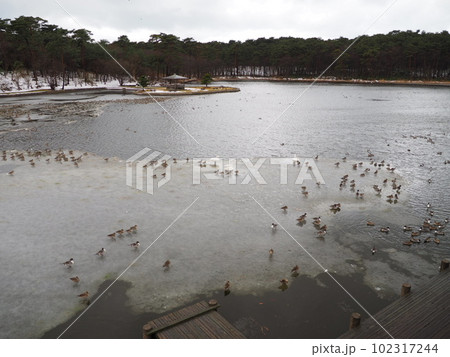 お幕場大池公園の白鳥【新潟県村上市】 102317244