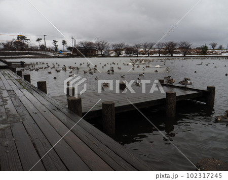 お幕場大池公園の白鳥【新潟県村上市】 102317245