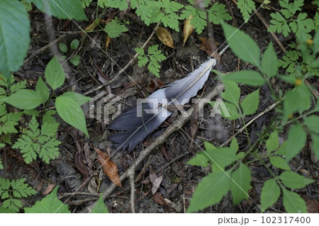 Stork wing in summer forest, wild birds Stork wing in summer forest, wild birds 102317400