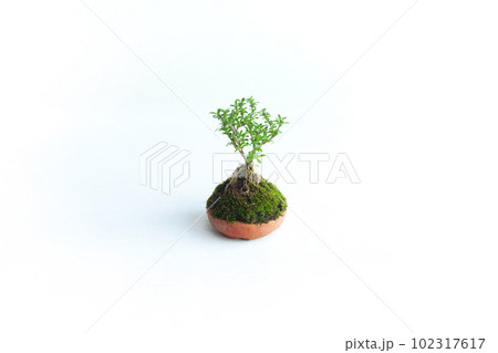 ミニ盆栽, 植物, 香丁木 102317617