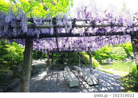 城南宮の藤棚 城南宮の藤棚 102318022