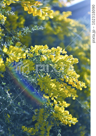 ヒメエニシダとフレア 102318090