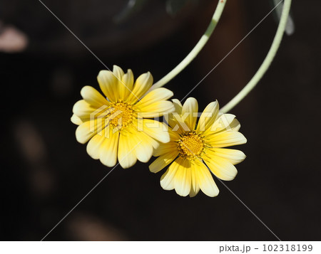 ガザニアビーストのレモン色の花 102318199