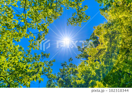 日本の横浜都市景観 緑の日。新緑・エコ。コロナ禍からの解放も進み新しい未来が見えるか…新緑などを望む 日本の横浜都市景観 緑の日。新緑・エコ。コロナ禍からの解放も進み新しい未来が見えるか…新緑などを望む 102318344