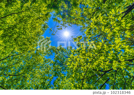 日本の横浜都市景観 緑の日。新緑・エコ。コロナ禍からの解放も進み新しい未来が見えるか…新緑などを望む 日本の横浜都市景観 緑の日。新緑・エコ。コロナ禍からの解放も進み新しい未来が見えるか…新緑などを望む 102318346