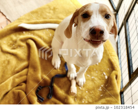 柵の中で歯を見せて笑う犬 102318454