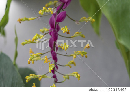 黄色と赤紫の珍しい細い花 黄色と赤紫の珍しい細い花 102318492