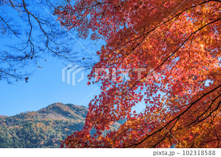 晩秋の大文字山と紅葉 晩秋の大文字山と紅葉 102318588