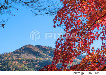 晩秋の大文字山と紅葉 102318590