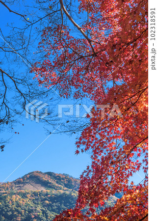 晩秋の大文字山と紅葉 102318591