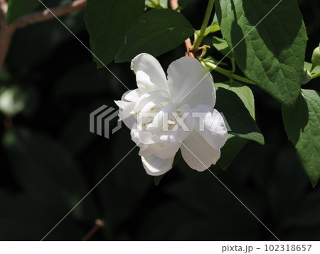 バイカウツギの白い花 バイカウツギの白い花 102318657