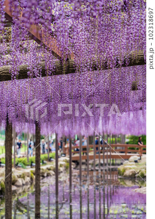 天王川公園、満開の藤〈愛知県津島市〉 102318697