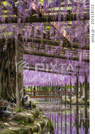 天王川公園、満開の藤〈愛知県津島市〉 102318723